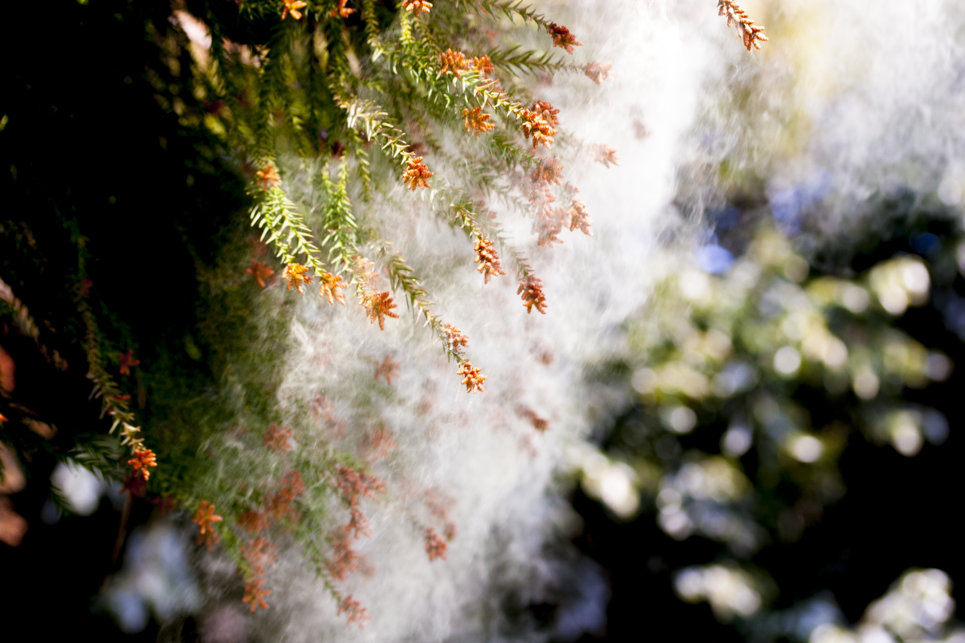 花粉シーズン到来！衣類についた花粉はどうする？快適に過ごすための花粉対策4つのポイント
